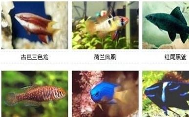 紅金龍魚的價格：如何確定購買一條紅金龍魚是否物有所值？ 水族問答 第1張