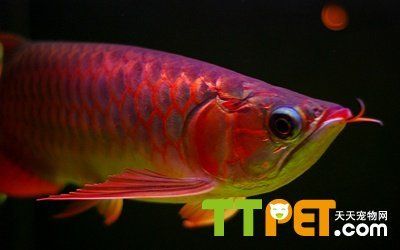 龍魚疾病預(yù)防措施有哪些內(nèi)容和要求：龍魚抗藥性問題解決方案，