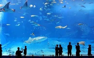 水族館的優(yōu)勢：水族館在教育、娛樂、商業(yè)、科技和保護(hù)等多個(gè)領(lǐng)域都展現(xiàn)出顯著的優(yōu)勢 水族館百科（水族館加盟） 第5張