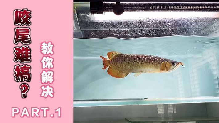 龍魚咬尾巴持續(xù)多久 龍魚百科 第4張