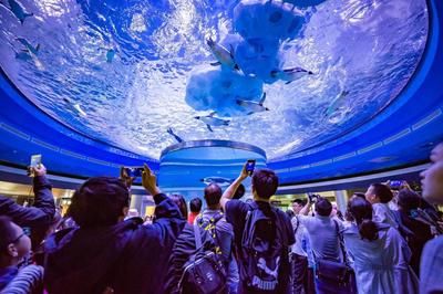 開個水族館的艱難生活視頻：關(guān)于開個水族館的艱難生活 水族館百科（水族館加盟） 第5張