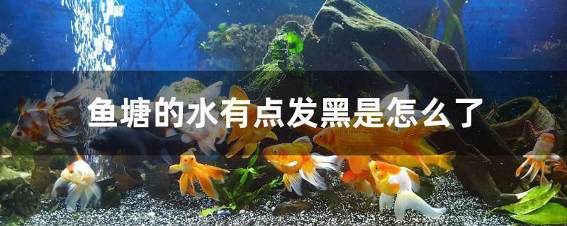 通遼水族批發(fā)市場(chǎng)：大連家園水族批發(fā)市場(chǎng)有哪些 全國(guó)觀賞魚市場(chǎng) 第5張