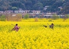 豬鼻龜犯法不：養(yǎng)豬鼻龜犯法嗎 豬鼻龜百科 第9張