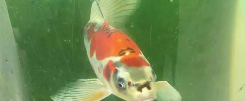 紅金龍魚活體繁殖：紅金龍魚活體繁殖需要哪些條件？ 水族問答 第2張