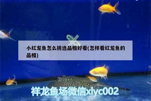 紅龍魚怎么選擇品相：如何選擇紅龍魚品相 紅龍魚百科 第1張