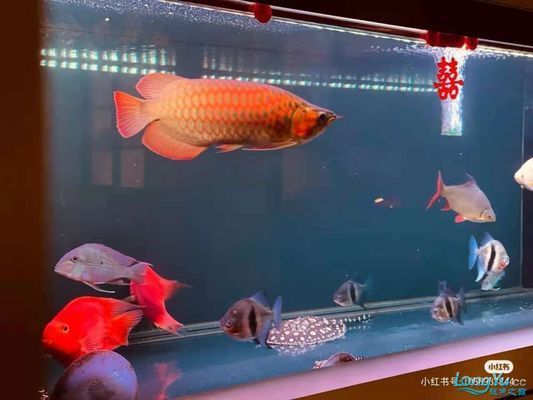 揚(yáng)州觀賞魚批發(fā)市場 全國觀賞魚市場 第2張