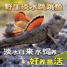 深圳觀賞魚批發(fā)市場(chǎng)：(深圳觀賞魚批發(fā)市場(chǎng)有哪些地方)深圳觀賞魚批發(fā)市場(chǎng) 全國觀賞魚市場(chǎng) 第7張