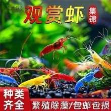 漳州水族批發(fā)市場：漳州水族批發(fā)市場在哪里 全國觀賞魚市場 第7張