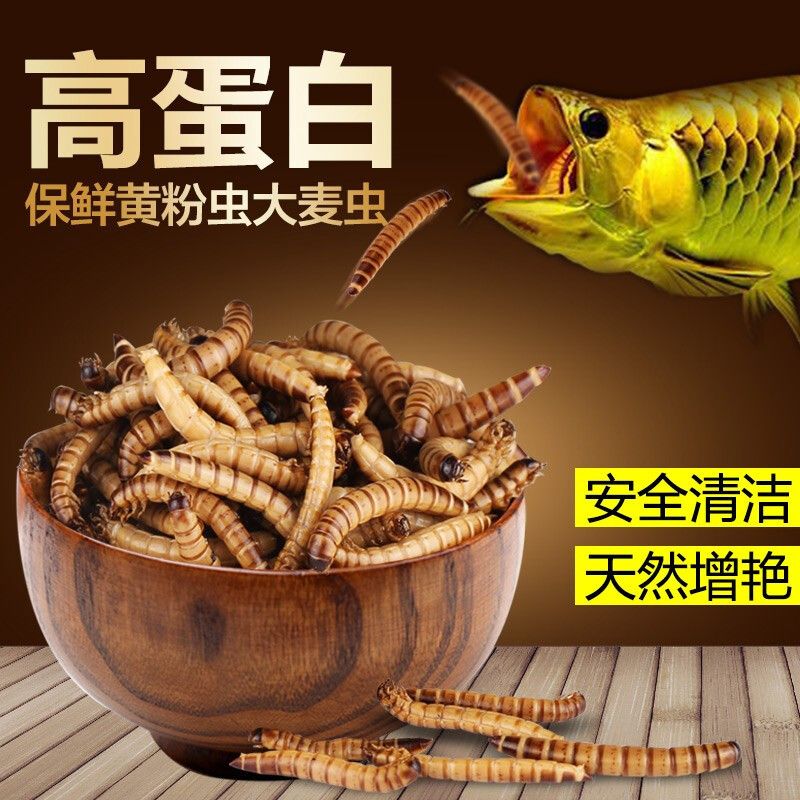 龍魚魚食哪個牌子好吃點又實惠：好吃又實惠的龍魚魚食品牌排行榜，龍魚飼料性價比排行