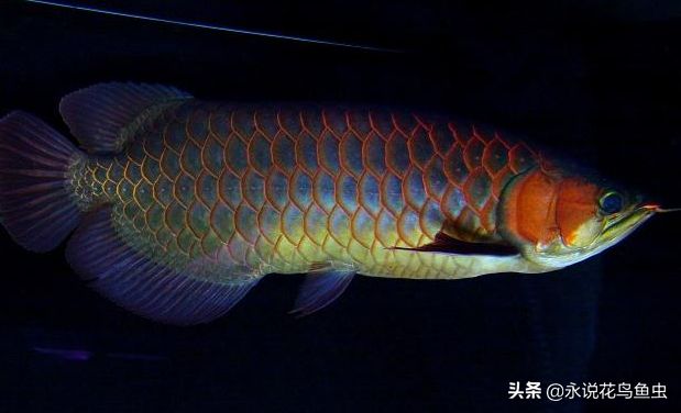 紅龍魚(yú)級(jí)別區(qū)分圖：關(guān)于紅龍魚(yú)級(jí)別區(qū)分的詳細(xì)指南 紅龍魚(yú)百科 第5張