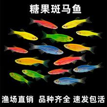 鎮(zhèn)江觀賞魚批發(fā)市場(chǎng)：常州市有哪些水產(chǎn)批發(fā)市場(chǎng) 全國(guó)觀賞魚市場(chǎng) 第7張