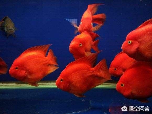 紅金龍魚寓意什么：關(guān)于紅金龍魚寓意的疑問 水族問答