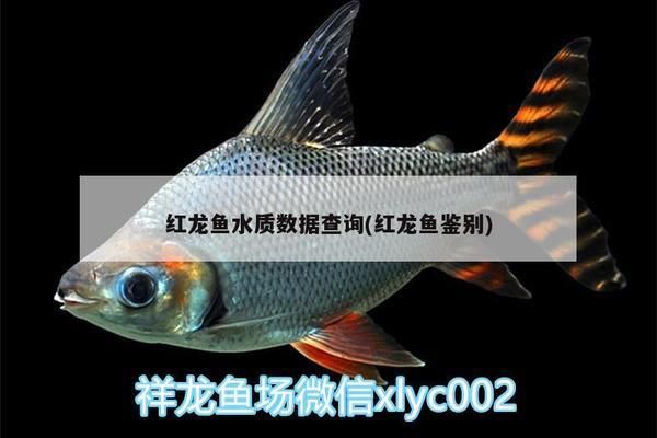 紅龍福龍魚：紅龍福龍魚的飼養(yǎng)技巧和日常護(hù)理方法 水族問答 第2張