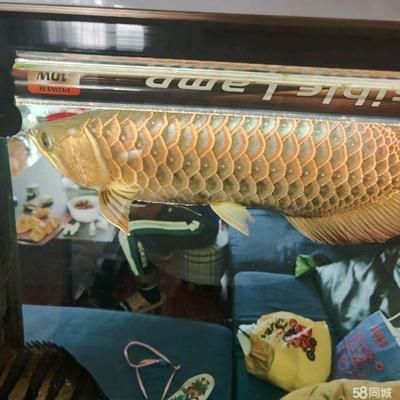 怎么選擇過背金龍魚的魚竿品牌：怎么選擇過背金龍魚的魚竿品牌詳情 金龍魚百科 第1張