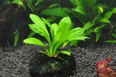 紅龍魚(yú)30公分一天喂一次多少飼料：紅龍魚(yú)30公分體型需要多少飼料，如何調(diào)整喂養(yǎng)量 水族問(wèn)答 第2張