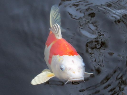 紅龍魚(yú)30公分一天喂一次可以嗎：-紅龍魚(yú)每天喂食一次是否足夠營(yíng)養(yǎng) 水族問(wèn)答 第2張