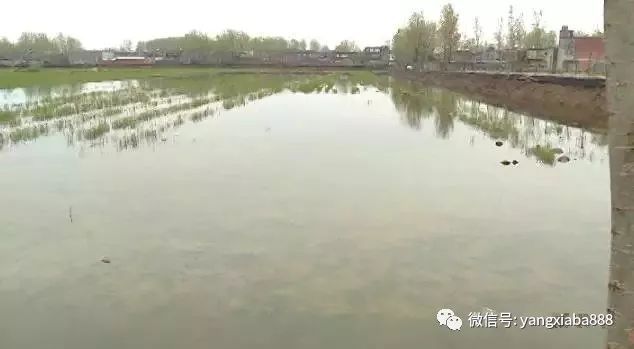 紅龍魚(yú)30公分一天喂一次可以嗎：-紅龍魚(yú)每天喂食一次是否足夠營(yíng)養(yǎng) 水族問(wèn)答 第1張