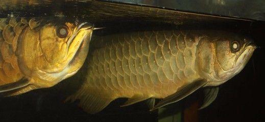 紅龍魚40公分賣多少錢一條：紅龍魚40公分價格因地區(qū)、市場供需和購買渠道的不同而有所差異 水族問答 第2張