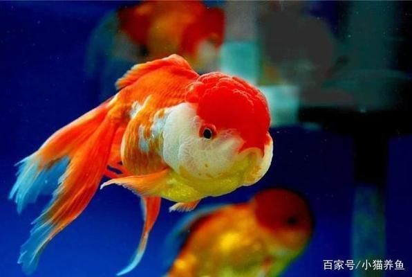 紅龍魚45公分怎么喂養(yǎng)好：紅龍魚45公分的喂食方法包括選擇適合的餌料 水族問答 第2張