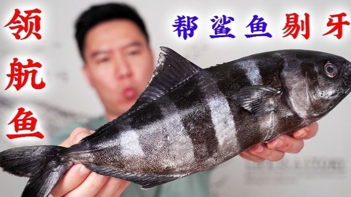 紅龍魚50厘米價(jià)格多少：紅龍魚50厘米的價(jià)格范圍是多少？ 水族問答 第1張