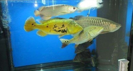 紅龍魚(yú)50厘米價(jià)格多少錢(qián)一條：紅龍魚(yú)50厘米價(jià)格是多少紅龍魚(yú)50厘米適合新手飼養(yǎng)嗎 水族問(wèn)答 第2張