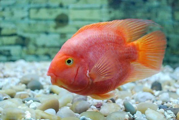 紅龍魚(yú)吧：五個(gè)關(guān)于紅龍魚(yú)的疑問(wèn)句 水族問(wèn)答