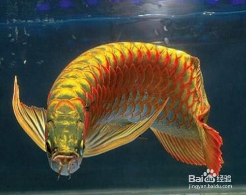 金龍魚怎么修尾巴：金龍魚尾巴修復(fù)方法 金龍魚百科 第3張