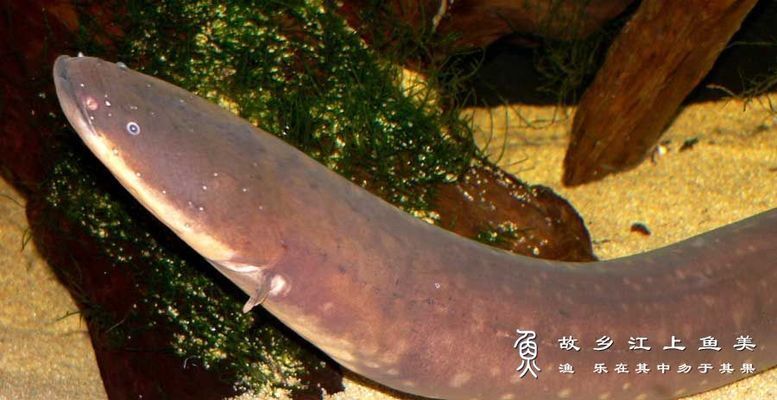 什么樹枝能放魚缸：幾種適合放魚缸的樹枝 魚缸百科 第2張