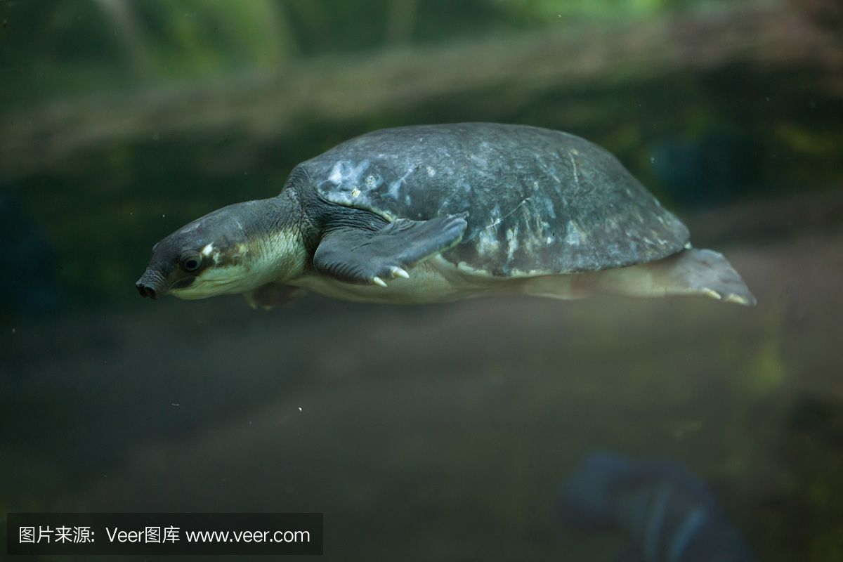 豬鼻龜是野生動物嗎：豬鼻龜是野生動物嗎圖片大全大圖高清