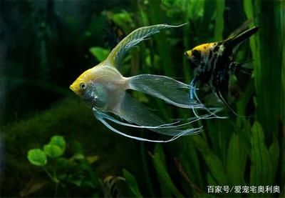 紅龍魚不吃食怎么回事：紅龍魚不吃食怎么辦 水族問答 第2張