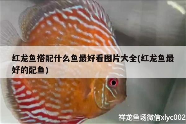 養(yǎng)金龍魚水里用放鹽嗎 金龍魚百科 第4張