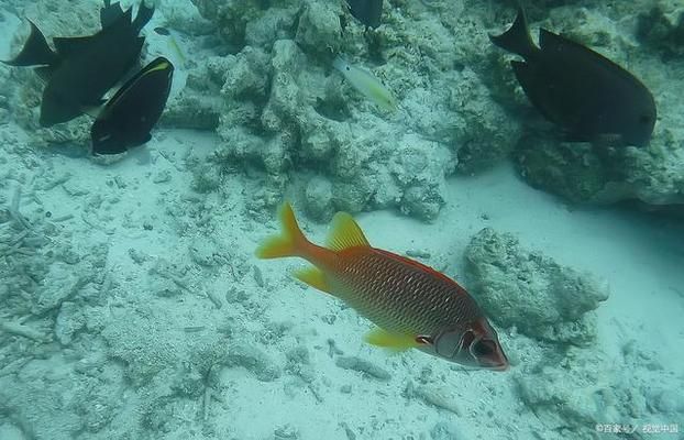 紅龍魚不吃食怎么回事兒呀：紅龍魚不吃食可能有多種原因?qū)е卖~類無法正常進食 水族問答 第2張