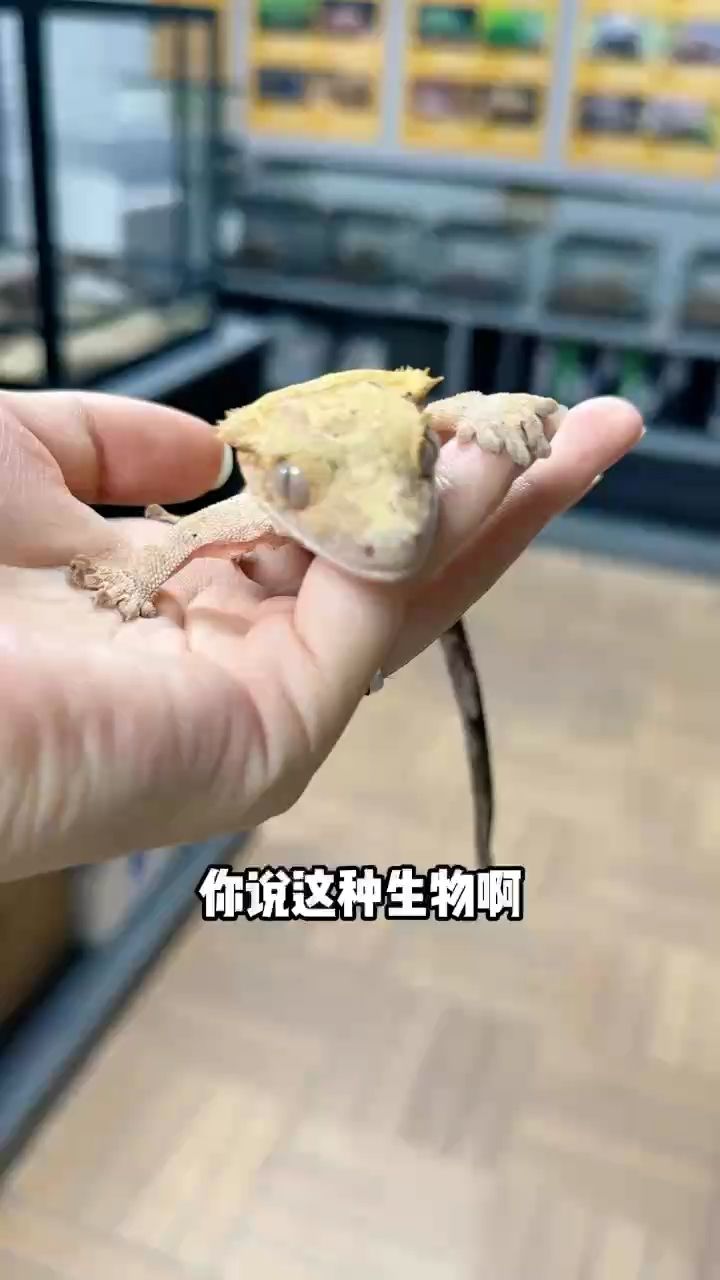 小睫角守宮：動物圖集：小睫角守宮