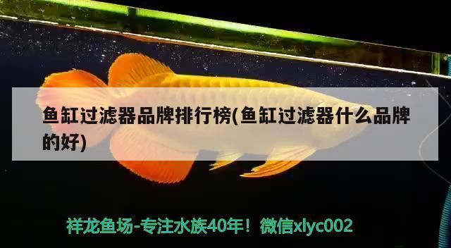 魚缸過濾器品牌排行榜：2024年魚缸過濾器品牌排行榜 魚缸百科 第3張