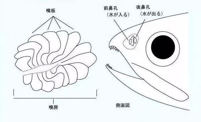 紅龍魚(yú)吃啥對(duì)發(fā)色比較好：紅龍魚(yú)的發(fā)色過(guò)程 水族問(wèn)答 第1張