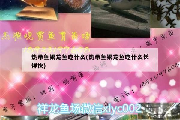 紅龍魚吃啥發(fā)色快些：-回答：紅龍魚吃什么樣的食物能促進紅龍魚的顏色發(fā)亮 水族問答 第1張