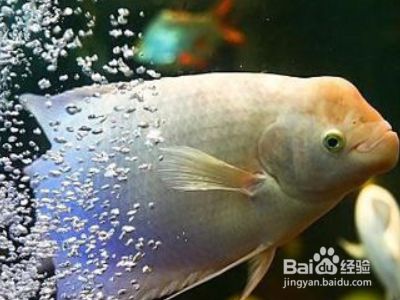 紅龍魚吃什么食物：關(guān)于紅龍魚的幾個(gè)問題 水族問答 第2張