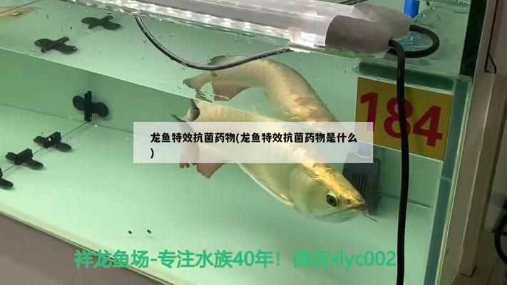 龍魚特效抗菌藥物有哪些：磺胺類藥,喹諾酮類藥,喹諾酮類藥物使用頻率 龍魚百科 第3張