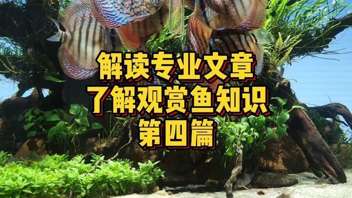 紅龍魚吃食太少為什么：如何確定紅龍魚是否因為吃食量減少出現(xiàn)了問題？ 水族問答 第1張