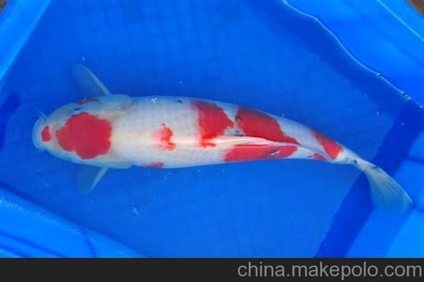 聊城水族批發(fā)市場：武漢聊城水族批發(fā)市場香江大市場 全國觀賞魚市場 第7張