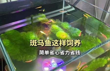 紅龍魚尺寸怎么測量圖解 水族問答 第2張