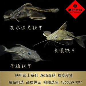 紅龍魚尺寸怎么測量圖解 水族問答 第1張