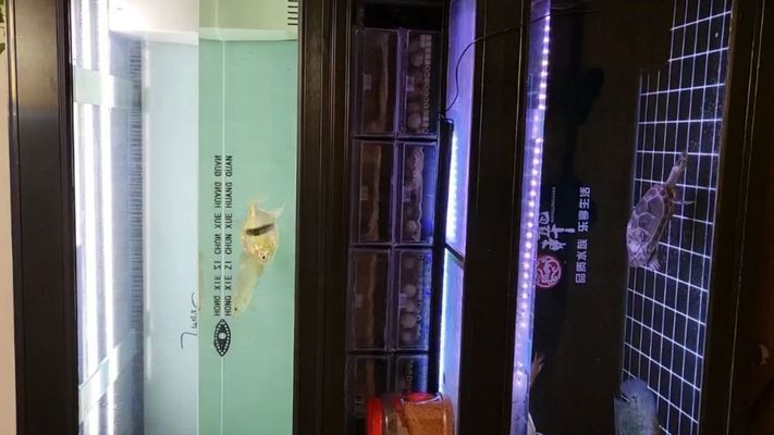 十堰龍魚專賣店：十堰水族市場 全國觀賞魚市場 第9張