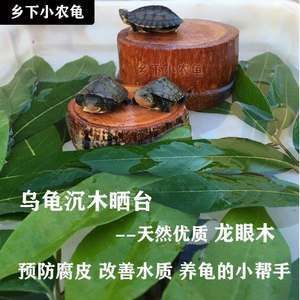 龍眼木放魚(yú)缸的功效和作用：龍眼木在魚(yú)缸中的作用和功效 魚(yú)缸百科 第5張