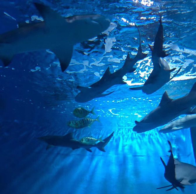 漳州水族館：福建天柱山歡樂大世界周年慶再升級推出歡樂動物大世界