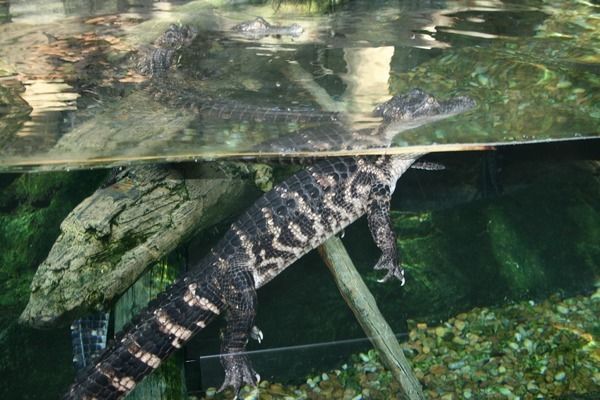 漳州水族館：福建天柱山歡樂大世界周年慶再升級推出歡樂動物大世界