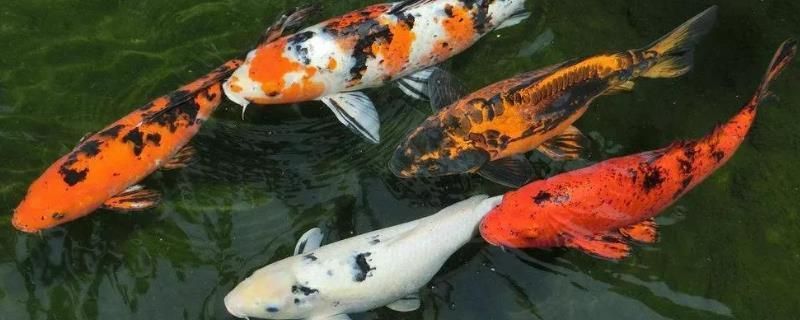 紅龍魚(yú)的價(jià)格是多少錢(qián)一條：紅龍魚(yú)價(jià)格因地區(qū)和購(gòu)買(mǎi)渠道的不同而有所差異 水族問(wèn)答