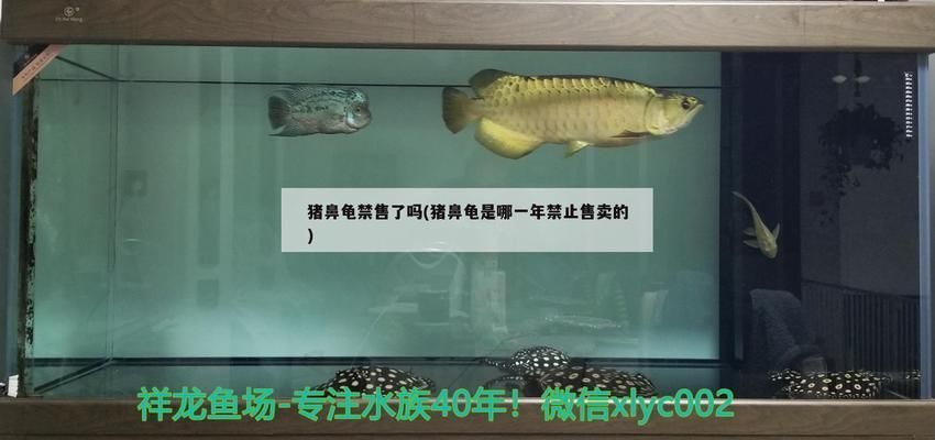 豬鼻龜為什么禁賣(mài)了：關(guān)于豬鼻龜?shù)囊恍﹩?wèn)題 豬鼻龜百科 第6張