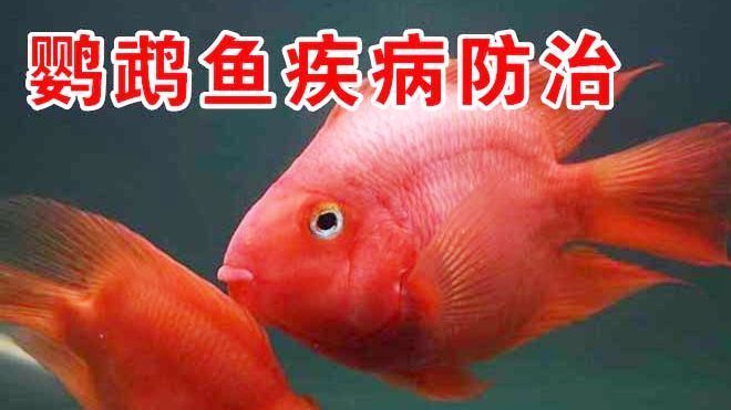 紅龍魚的水溫多少度好：水溫對紅龍魚的生長和健康至關(guān)重要 水族問答 第2張