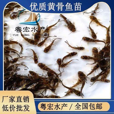 紅龍魚(yú)的四大品牌是什么品種的：-答:紅龍魚(yú)與其他熱帶魚(yú)相比有什么特別之處 水族問(wèn)答